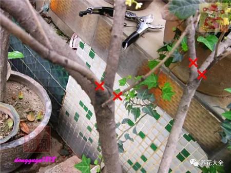 多头分枝去弱留强 多头分枝去弱留强