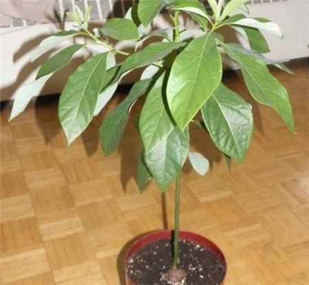 牛油果的生长修剪 牛油果的生长修剪