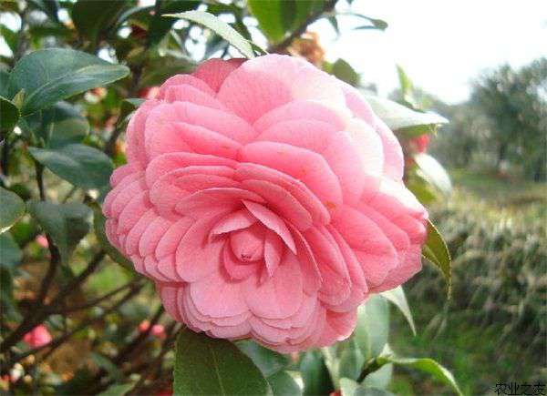 茶花主要品种介绍