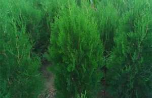 侧柏种植技术有哪些？这样栽培长得好！