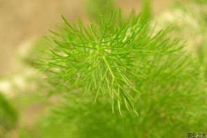 小茴香高产栽培技术