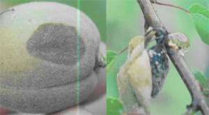 杏树褐腐病发生与防治