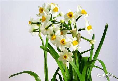 水仙花艳丽高贵 水仙花艳丽高贵