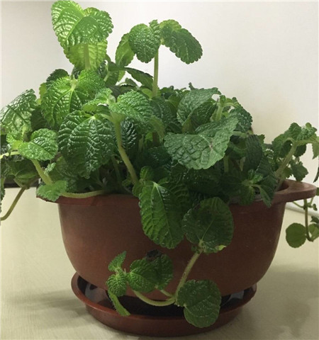 吸毒草 吸毒草