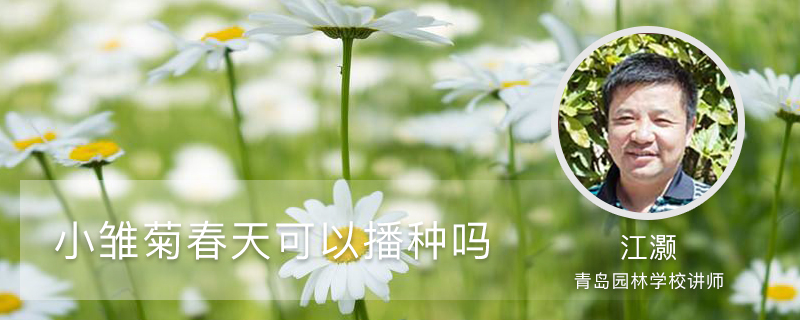 小雏菊春天可以播种吗 小雏菊春天可以播种吗