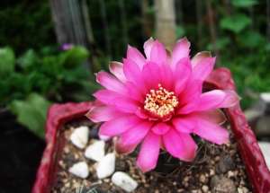 绯花玉什么时候开花：每年的5月份是绯花玉的盛花期