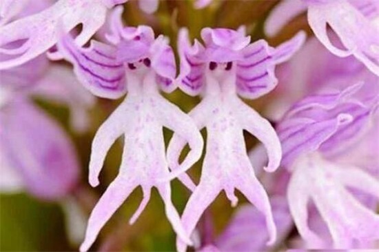 世界上最妖孽花的花语,嘴唇花形如红唇花语亲吻我
