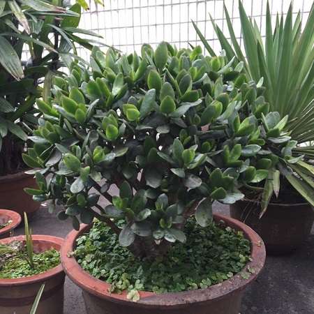 玉树 玉树