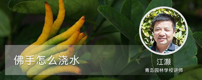 佛手怎么浇水 佛手怎么浇水