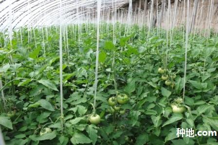 大棚种菜怎么施用冲施肥?
