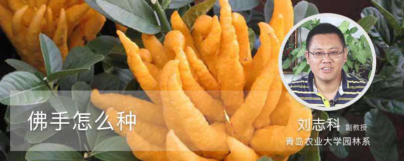 佛手怎么种 佛手怎么种