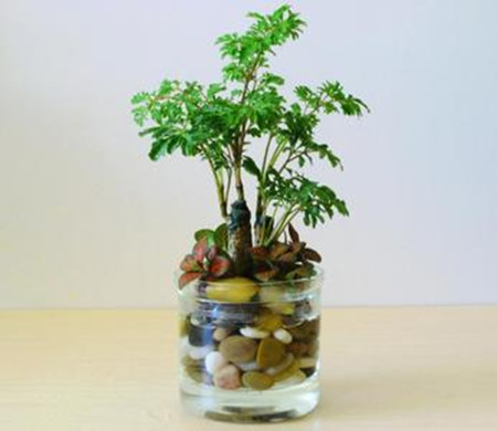 福禄桐 福禄桐