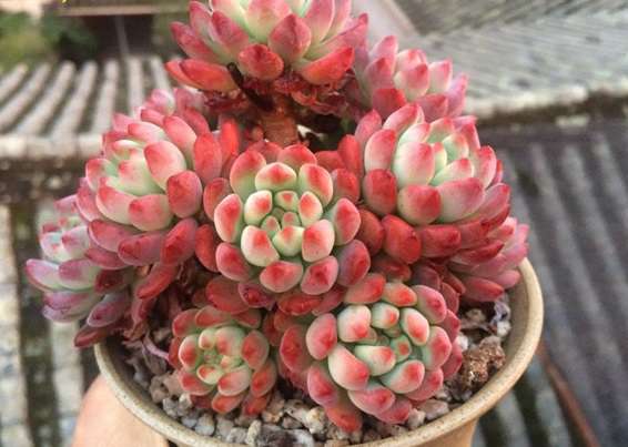 蓝苹果 蓝苹果