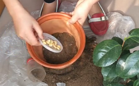 1530349178117076.png 山茶花的种植方法,图解如何给孕蕾期间的山茶花换盆