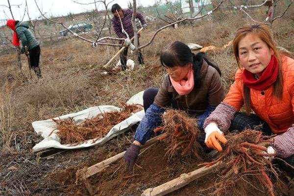 苹果树下套丹参2.jpg