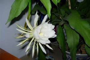 北方冬季昙花的养护，简便易行的方法让昙花安全越冬