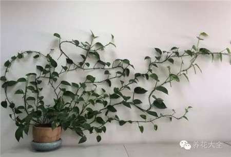 爬满墙 爬满墙