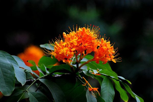 无忧花的繁殖方法 无忧花的繁殖方法