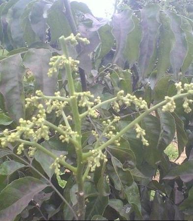 如何解决鸡心黄皮开花结果少？