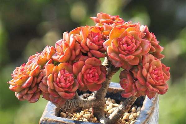 多肉植物怎么养成老桩 多肉植物怎么养成老桩