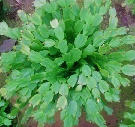 蟹爪兰茎插 蟹爪兰茎插