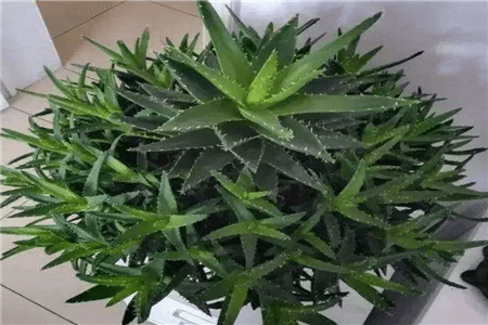 美丽的芦荟 美丽的芦荟