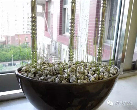 播在花盆 播在花盆