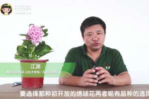 绣球花怎么在花瓶里养