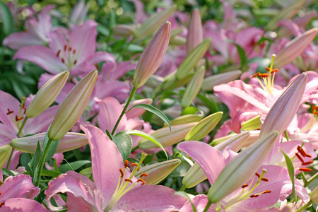 百合花 百合花
