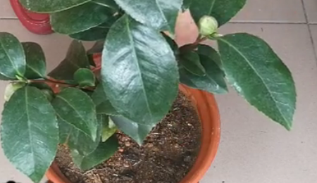 1530349179404240.png 山茶花的种植方法,图解如何给孕蕾期间的山茶花换盆