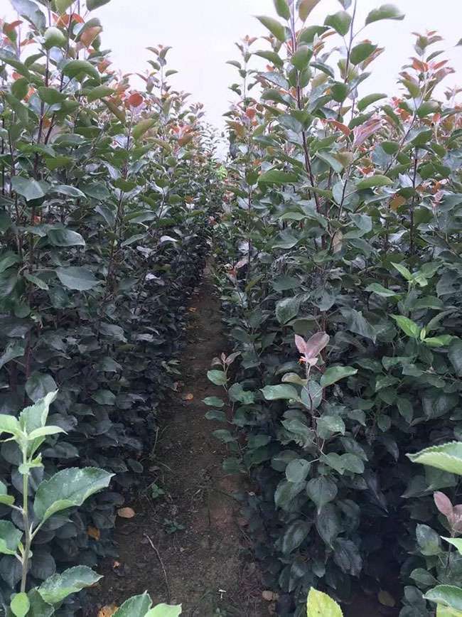 大红袍李子树种植密度 大红袍李子树种植密度