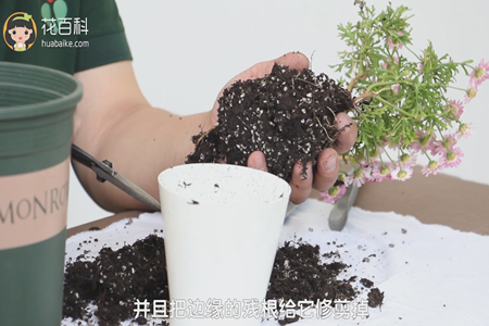 玛格丽特 玛格丽特
