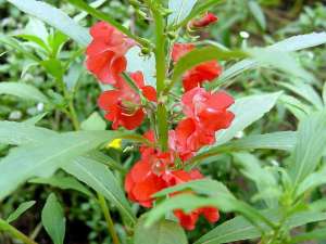 凤仙花的花语是什么