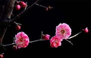 梅花叶穿孔病防治