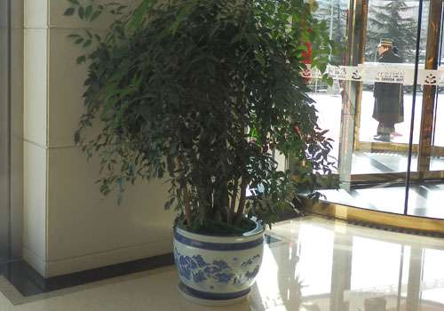 幸福树12.jpg