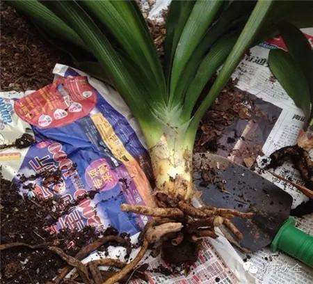 将植株取出 将植株取出