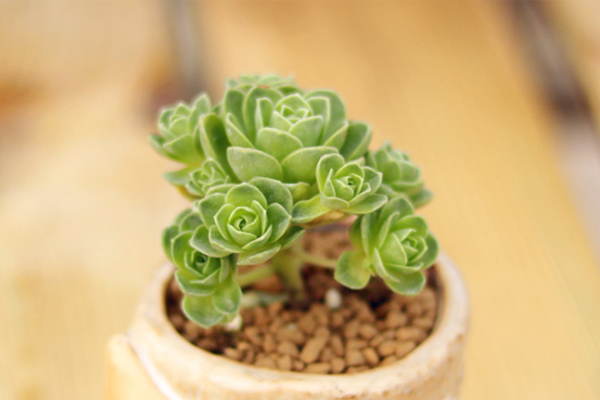 新手怎么养多肉植物,新手养多肉N个攻略奉上