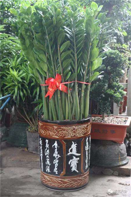 金钱树 金钱树