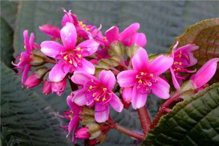 漂亮的虎颜花 漂亮的虎颜花