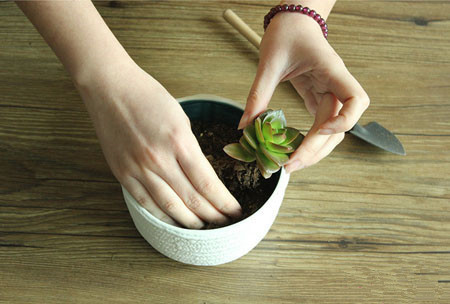 多肉植物拼盘盆景制作 多肉植物拼盘盆景制作
