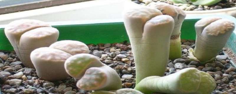 生石花徒长了怎么办 生石花徒长了怎么办