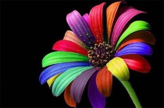 七色堇花语是什么,世界上有七色堇吗(没有)