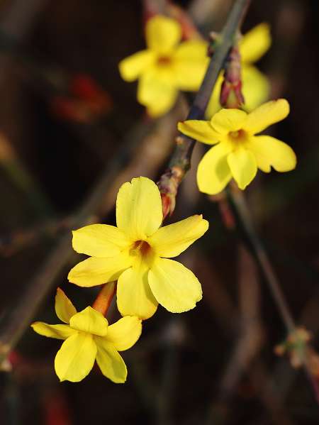 迎春花 迎春花