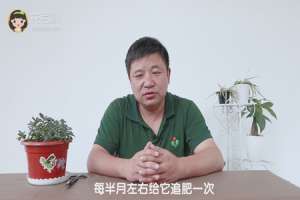 金鱼吊兰怎么养才开花