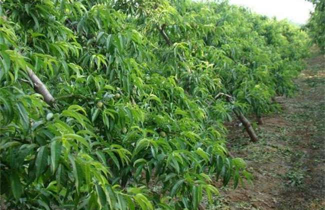 春季果树种植需要注意哪些问题? 春季果树种植需要注意哪些问题?