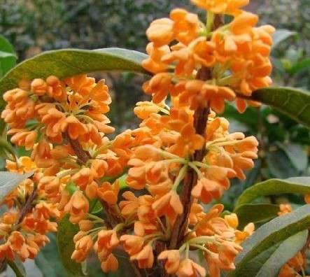 桂花 桂花