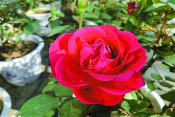 月季花的秋季养护方法 月季花的秋季养护方法