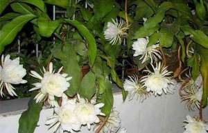 昙花为什么晚上开花？