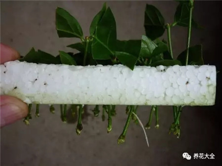 看到根系 看到根系