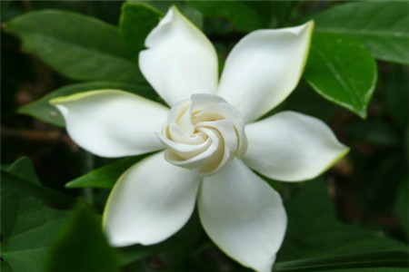 栀子花 栀子花